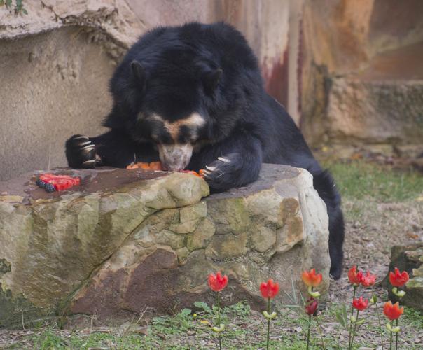 bear leaning on rock, eating frozen treats