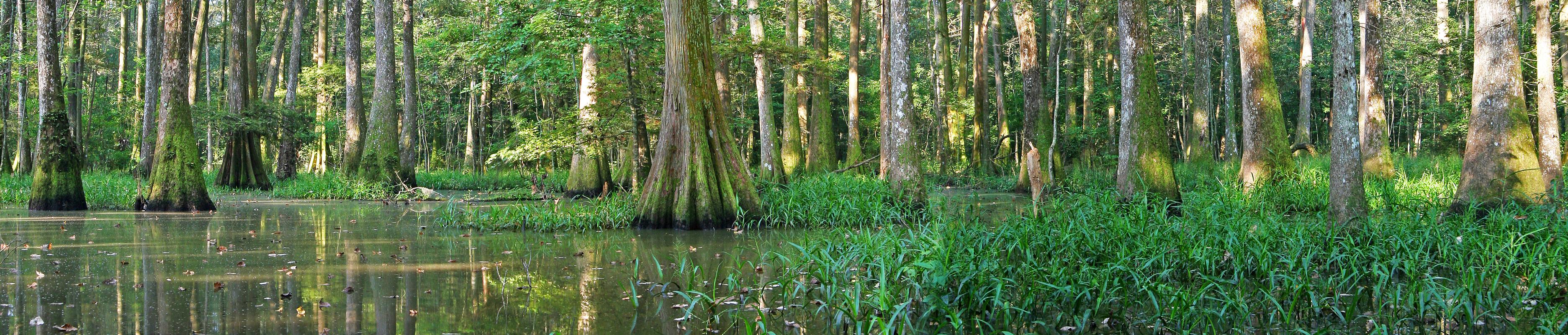 haunted swamp tour louisiana