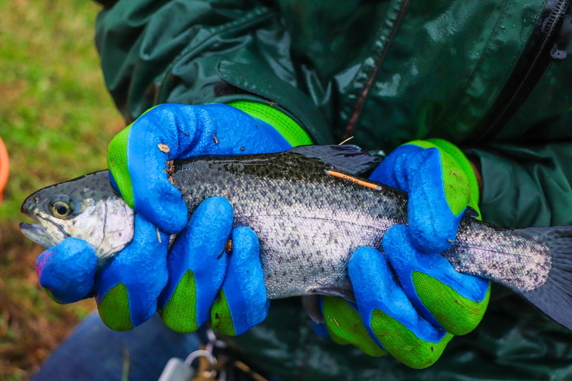 Tagged Rainbow Trout - Look for these!