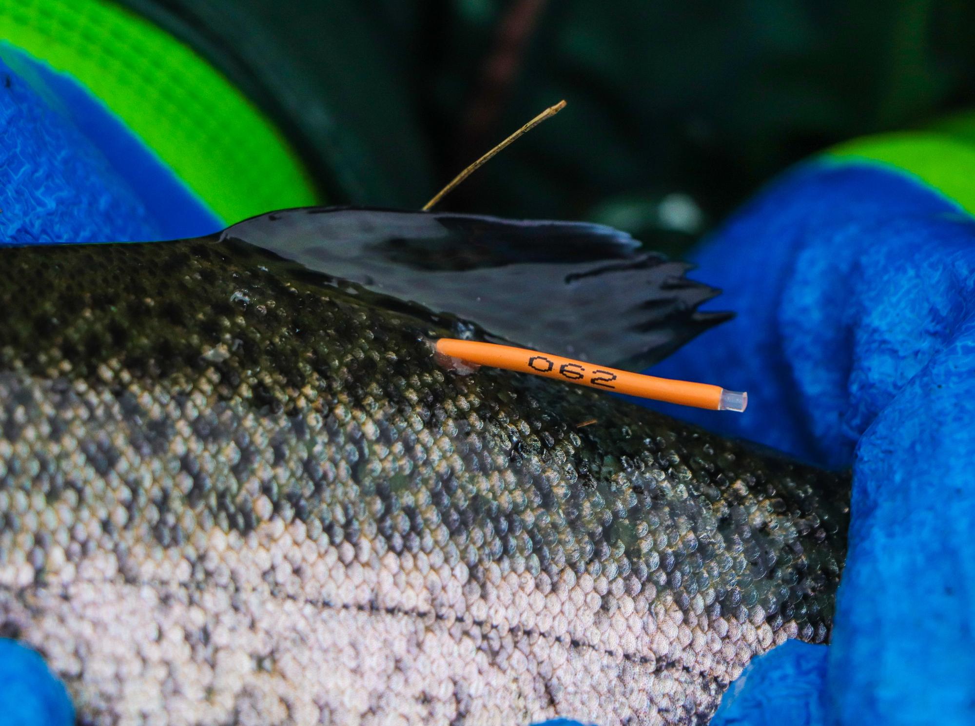 Rainbow Trout Stocking
