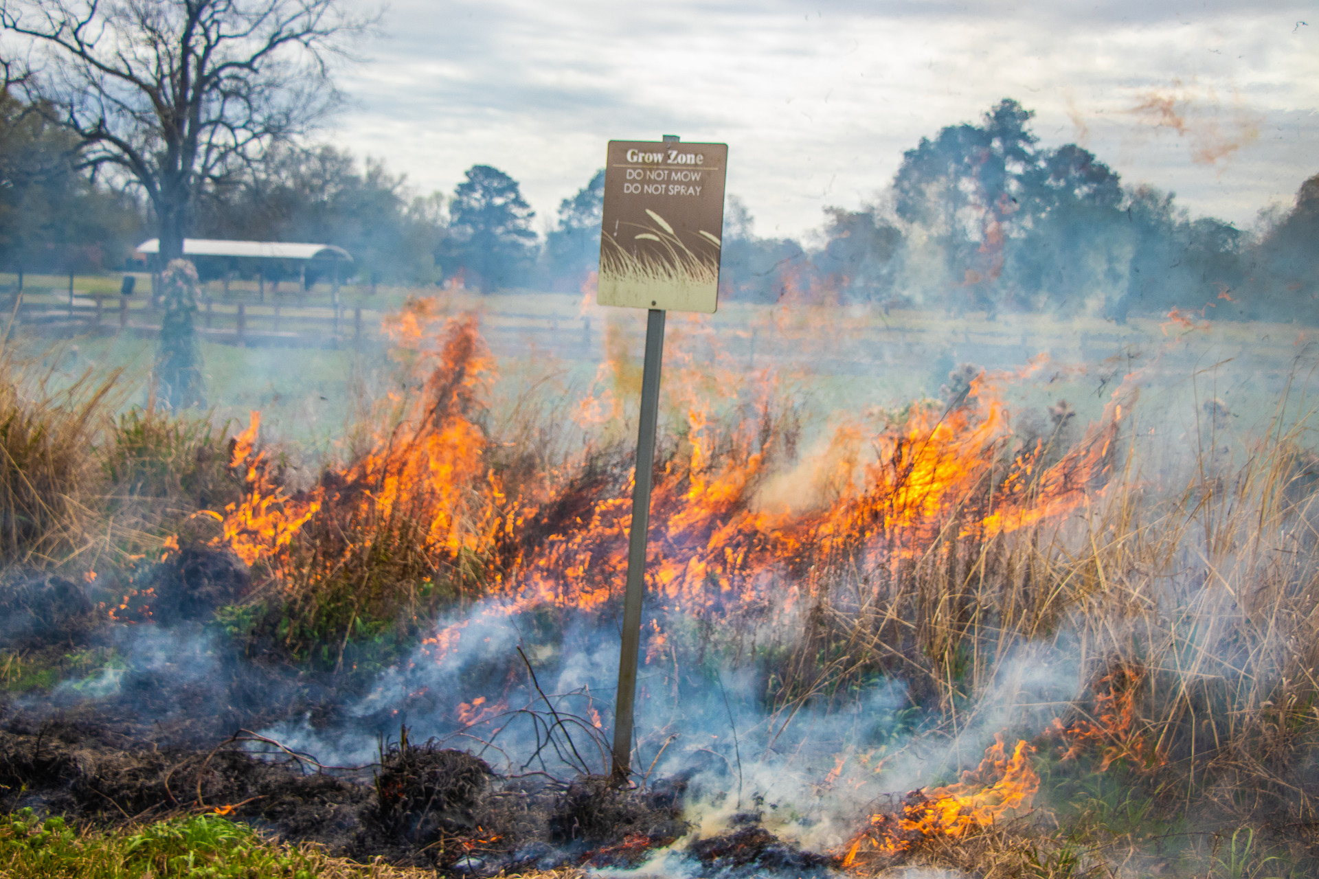 image of tall grassy area on fire with park sign in the middle