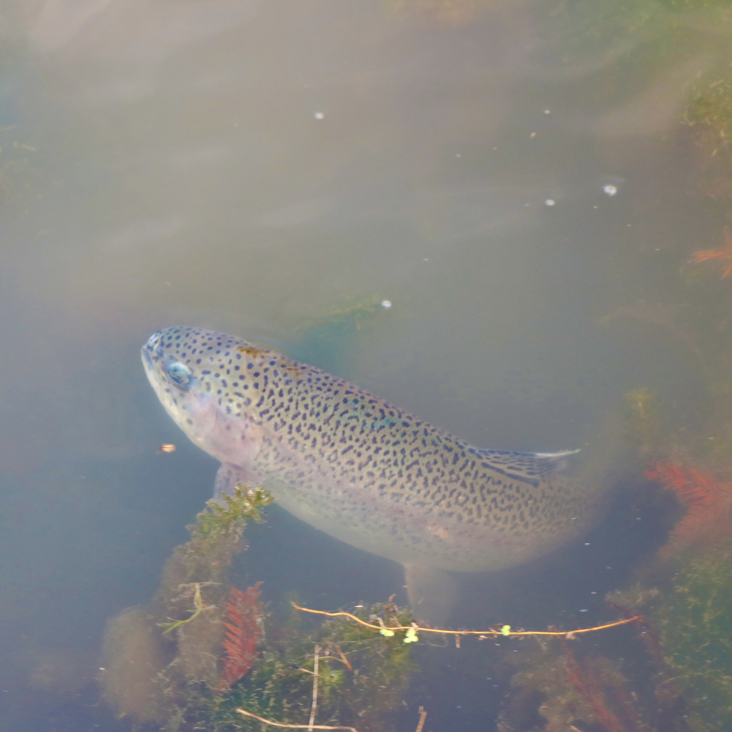 Rainbow Trout fish in water