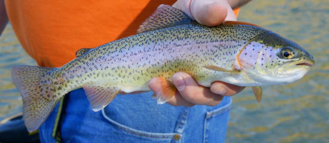 Hand holding a rainbow trout