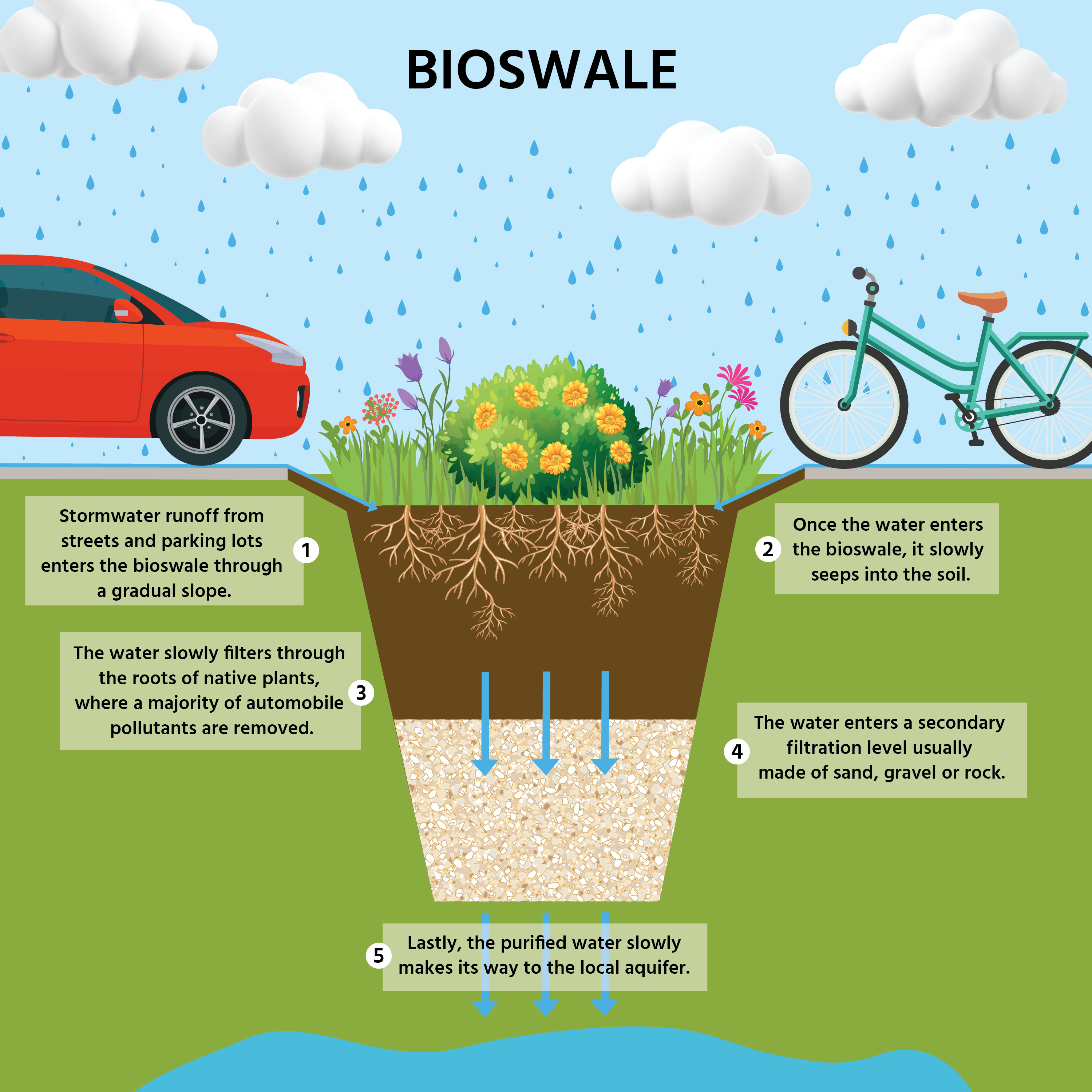 Educational illustration diagramming the impacts of a  bioswale