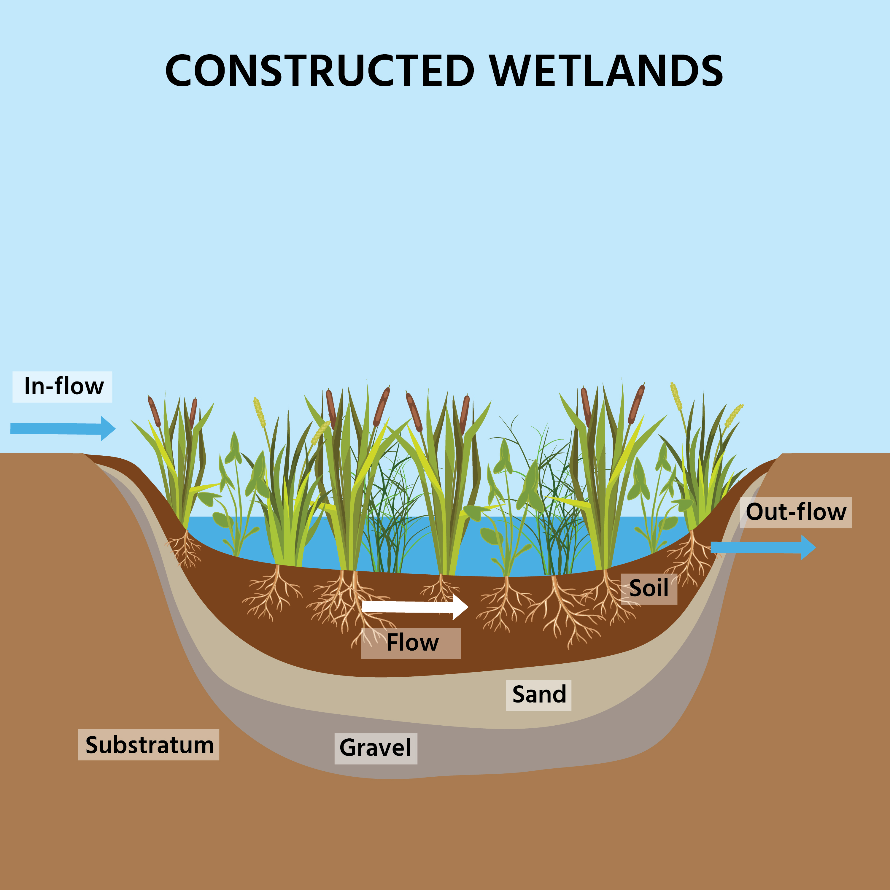 educational illustration of a constructed wetland diagramming how water flows through