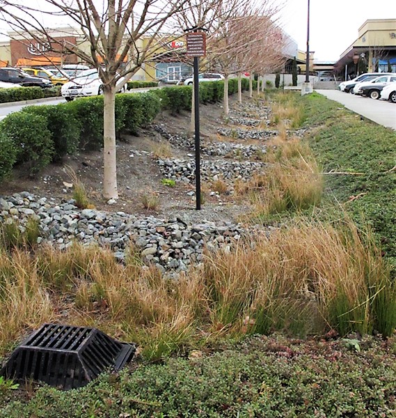 Enhanced swale with rocky check dams and a metal overflow grate in Northgate Mall parking lot, Seattle Photo Credit: MLSmith