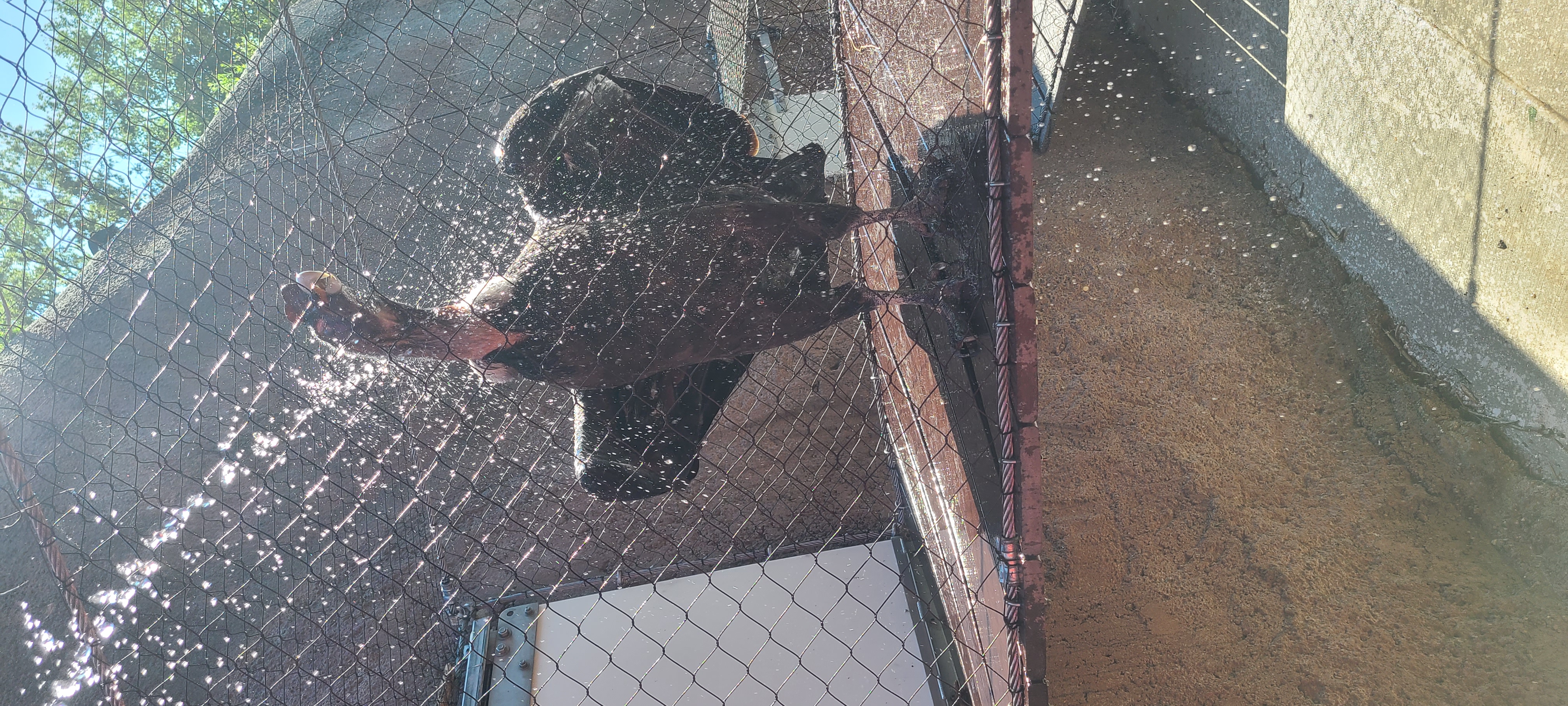 hose being sprayed on large bird inside enclosure, bird relishing it