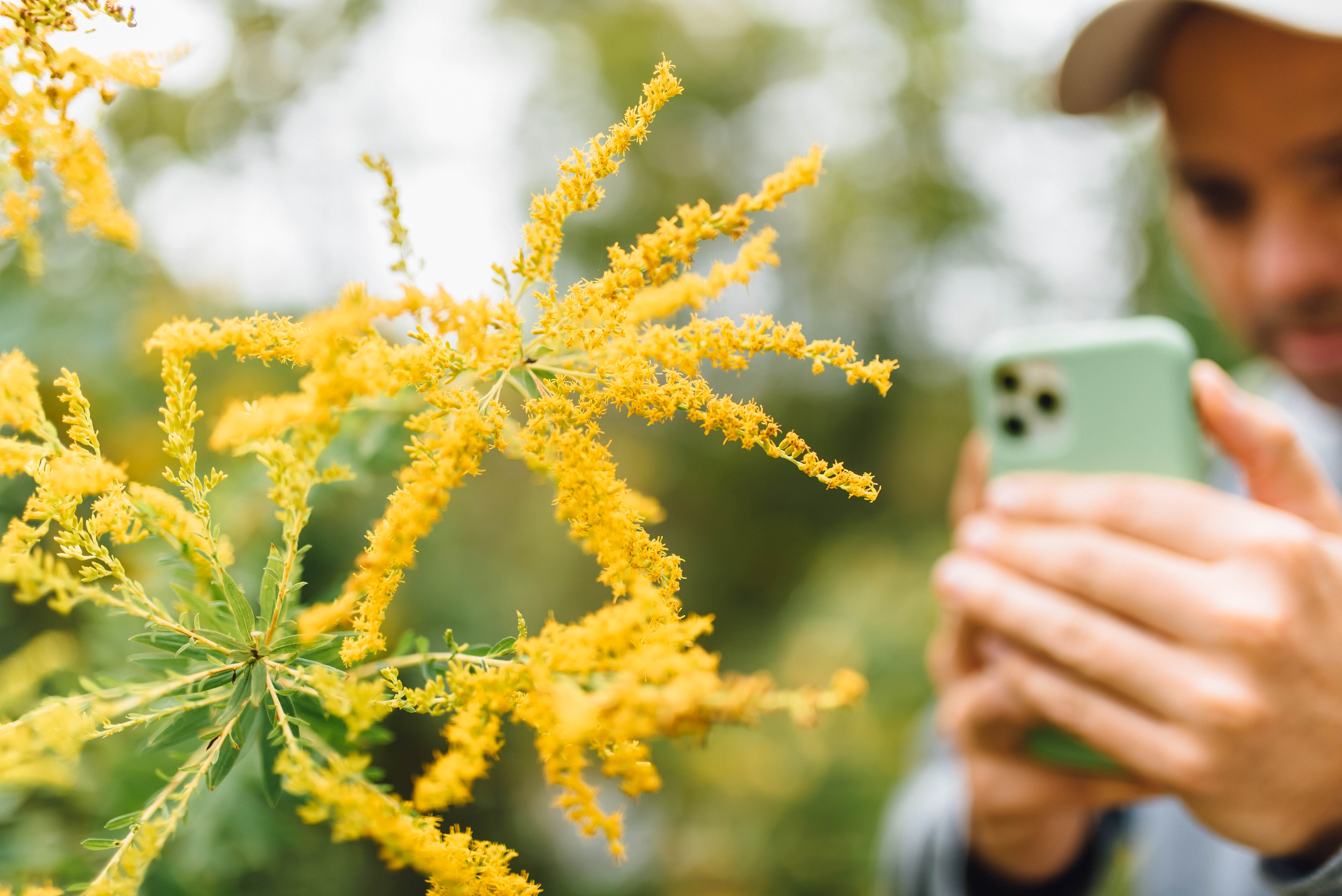 Person taking photo of yellow flowers